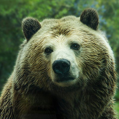imagem de um urso