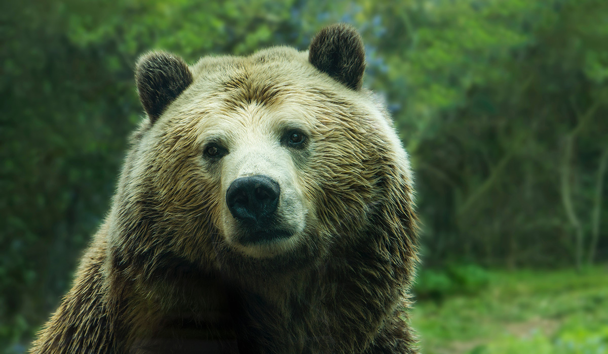 imagem de um urso