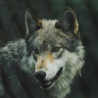 imagem de um lobo