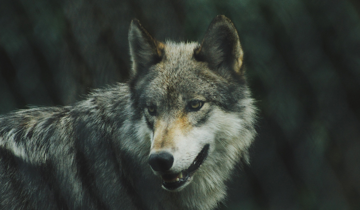 imagem de um lobo