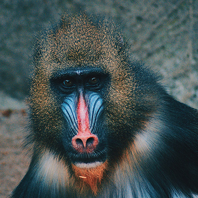 imagem de um macaco