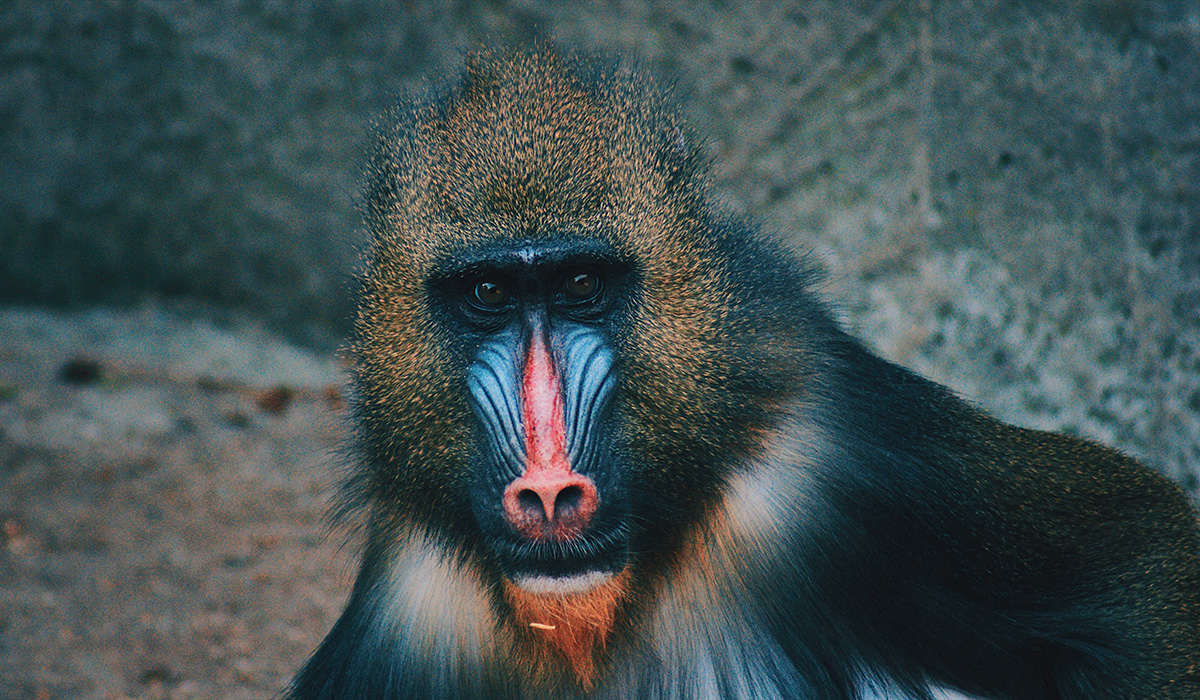 imagem de um macaco